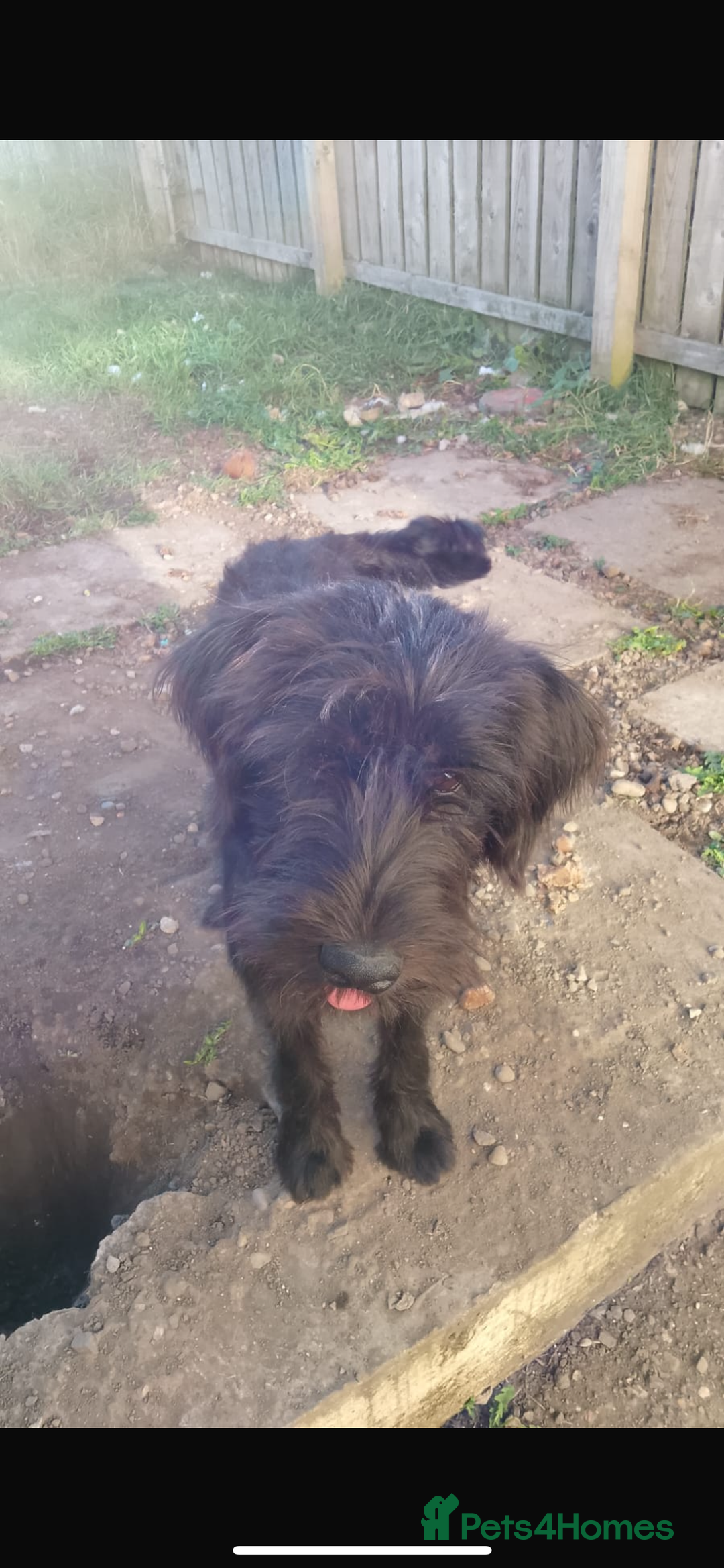 Mixed Breed dogs for sale: Caucasian Shepherd/giant schnauzer gross - Image 3
