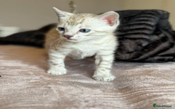 Bengal cats for sale: 💙Stunning Silver Mink Bengal TICA registered  - Image 21
