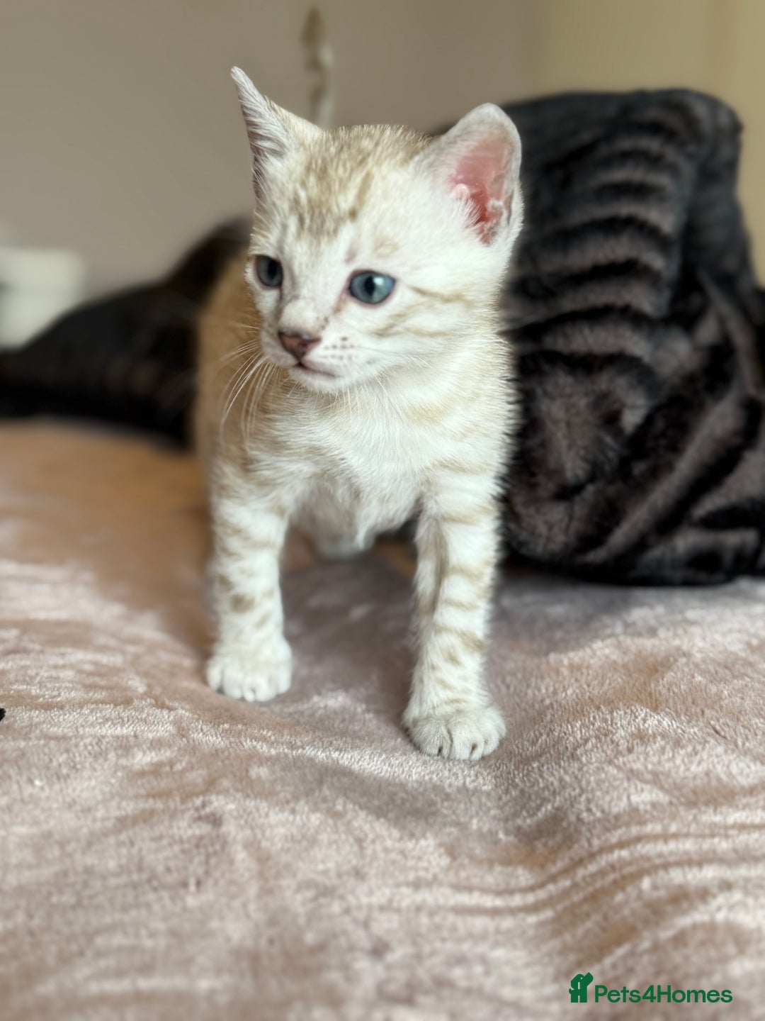 Bengal cats for sale: 💙Stunning Silver Mink Bengal TICA registered  - Image 21