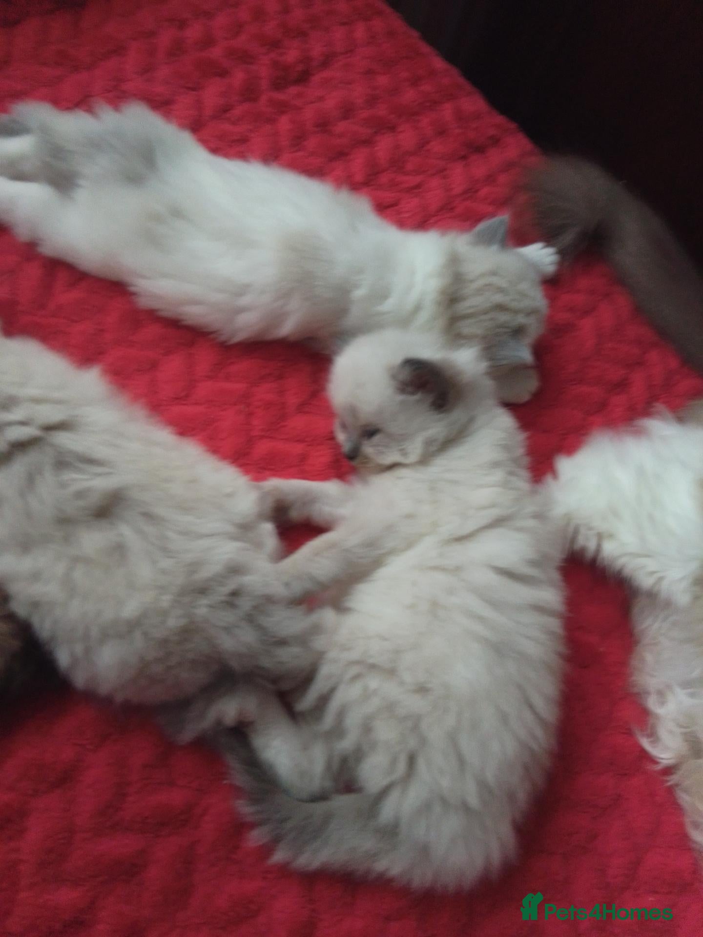 Ragdoll cats kittens - Advert 2