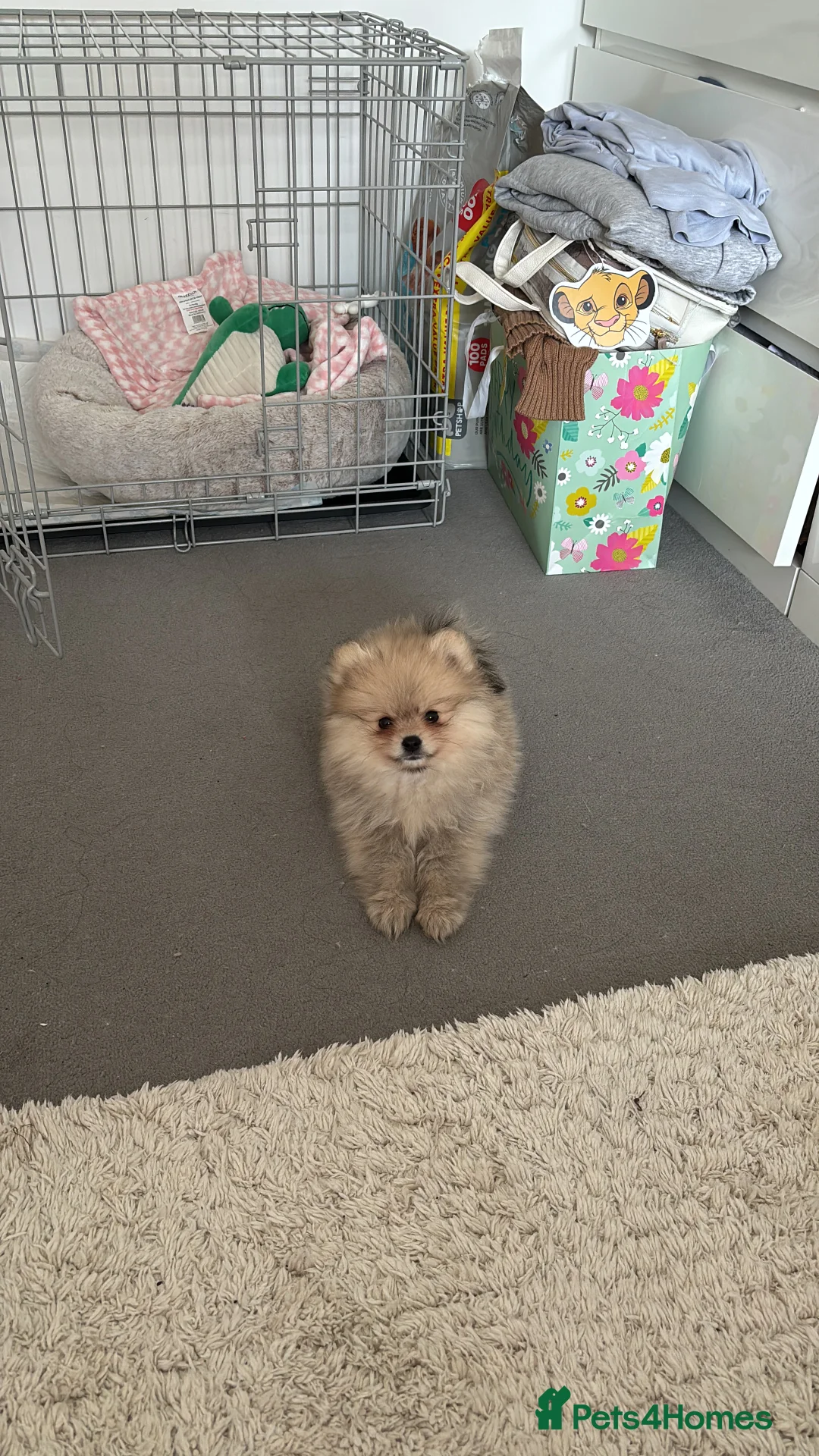 Pomeranian dogs for sale: Beautiful Pomeranian little Girl  - Advert 4