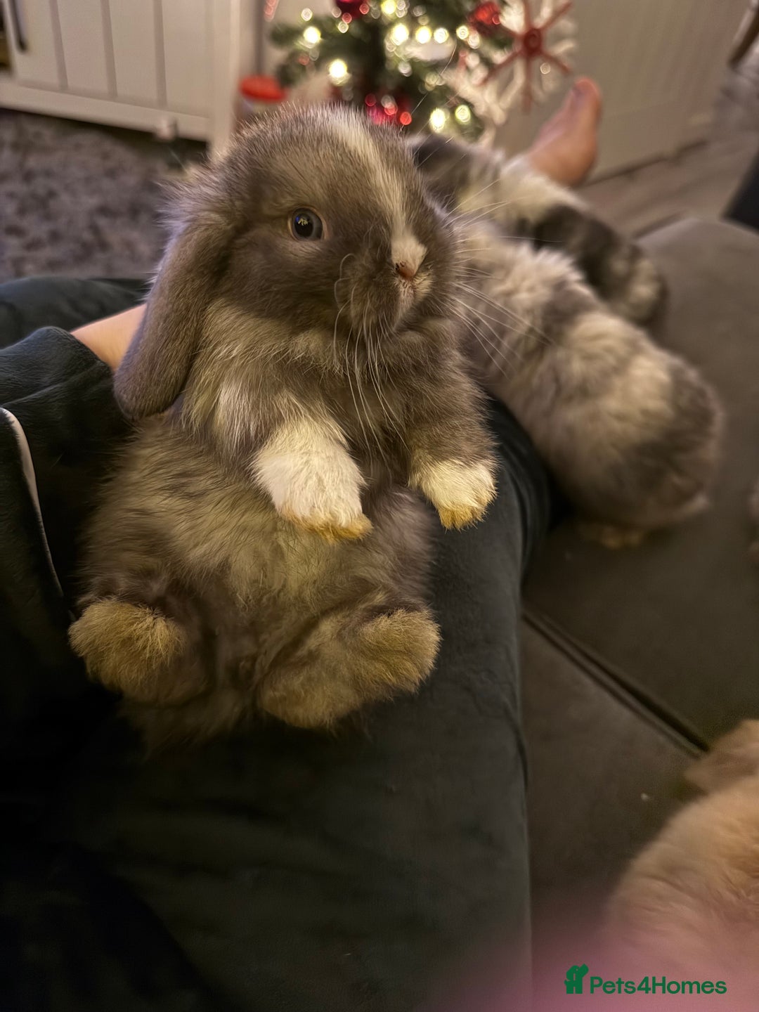 Mini Lop rabbits for sale: Gorgeous Mini Lops  - Advert 2
