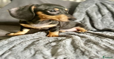 Dachshund dogs - Advert 10