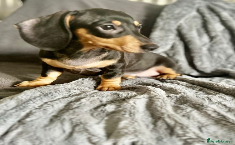 Dachshund dogs - Advert 1