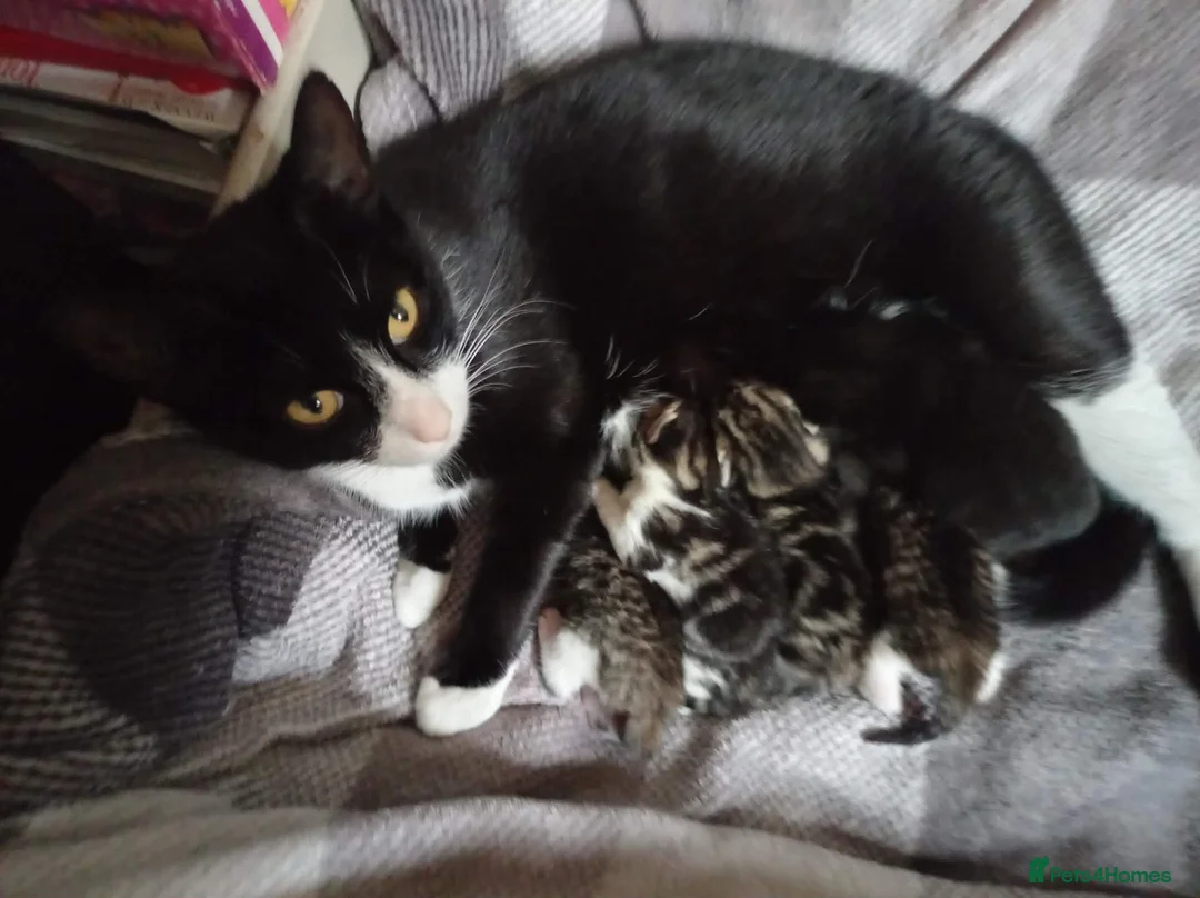 Mixed Breed cats for sale: Kittens in Newport - Advert 1