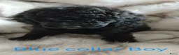 Toy Poodle dogs for sale: Exceptional KC Toy Poodles red & black colours - Advert 11