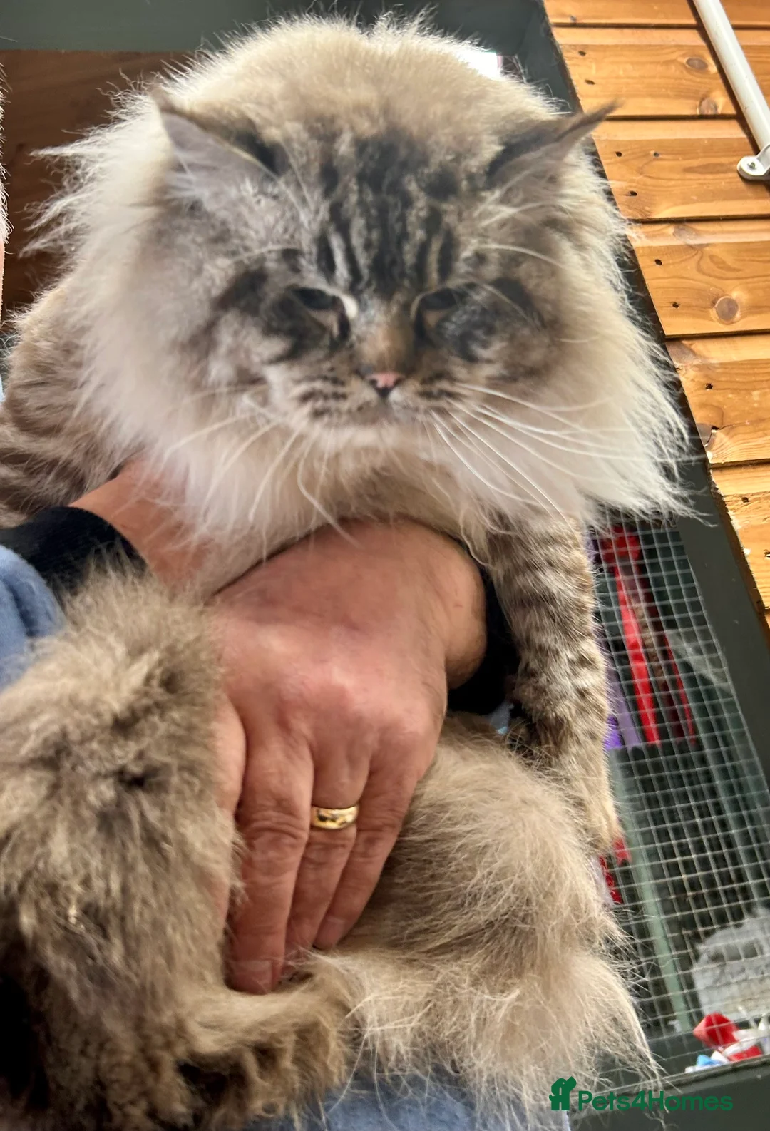 Ragdoll cats for stud: Stunning seal tabby point stud for selected queens in Manchester - Advert 7