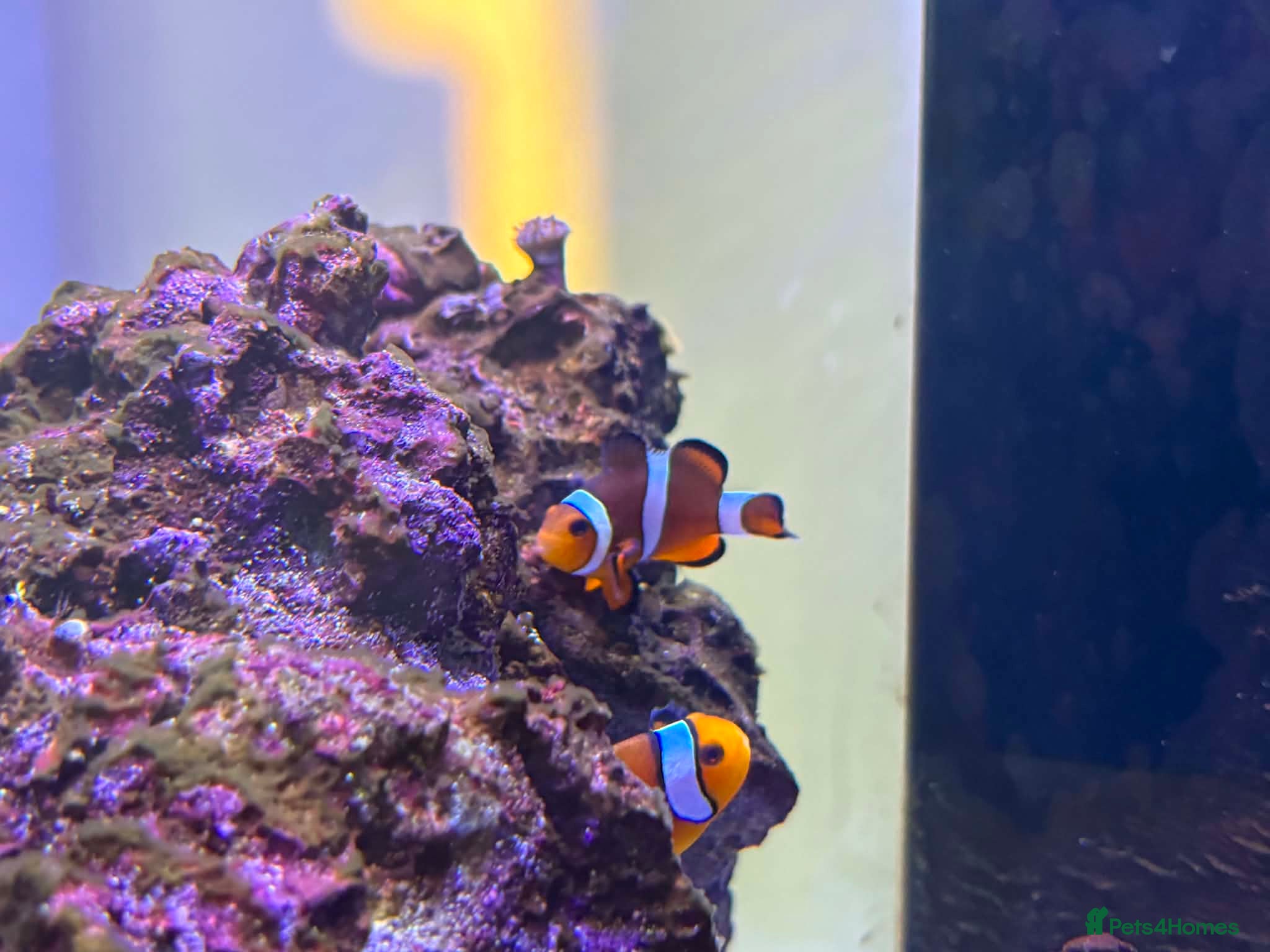 Other/Mixed Breed fish Rehoming Required - 2 Clownfish, Strawberry Conch - Advert 10