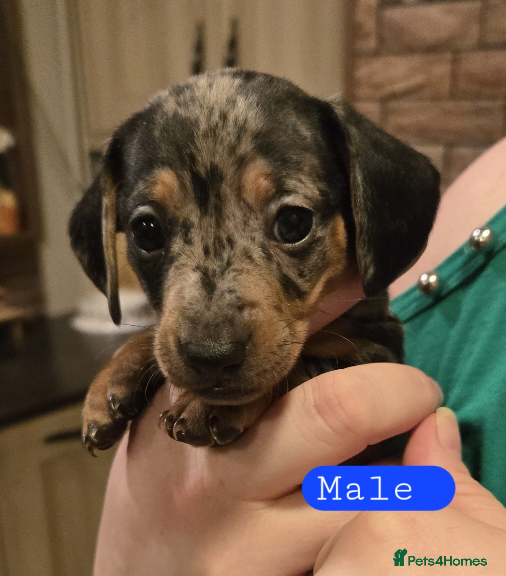 Miniature Dachshund dogs Please ask about future litters - pups have homes  - Advert 16