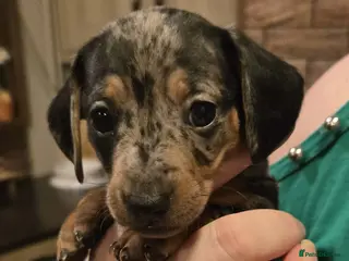 Miniature Dachshund dogs Please ask about future litters - pups have homes - Advert 18