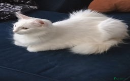 Turkish Angora cats for sale: Cat for sale  - Image 3