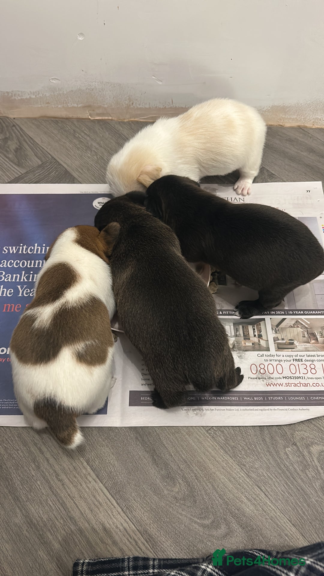 Jack Russell dogs for sale: Beautiful Jack Russell Pups 1 boy/ 1 girl  - Image 23