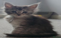Maine Coon cats for sale: Maine Coon Kittens - Image 12