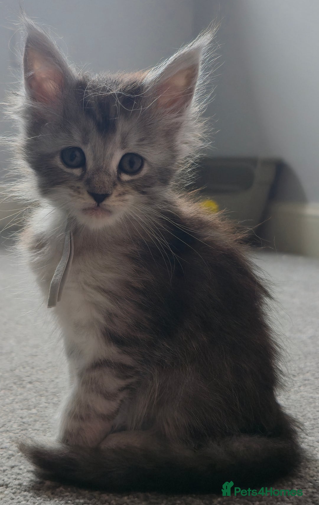 Maine Coon cats for sale: Maine Coon Kittens - Image 12