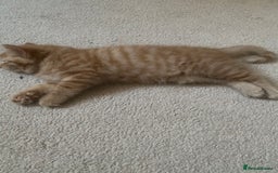 Mixed Breed cats for sale: Forever home 🙏🏻 - Image 9