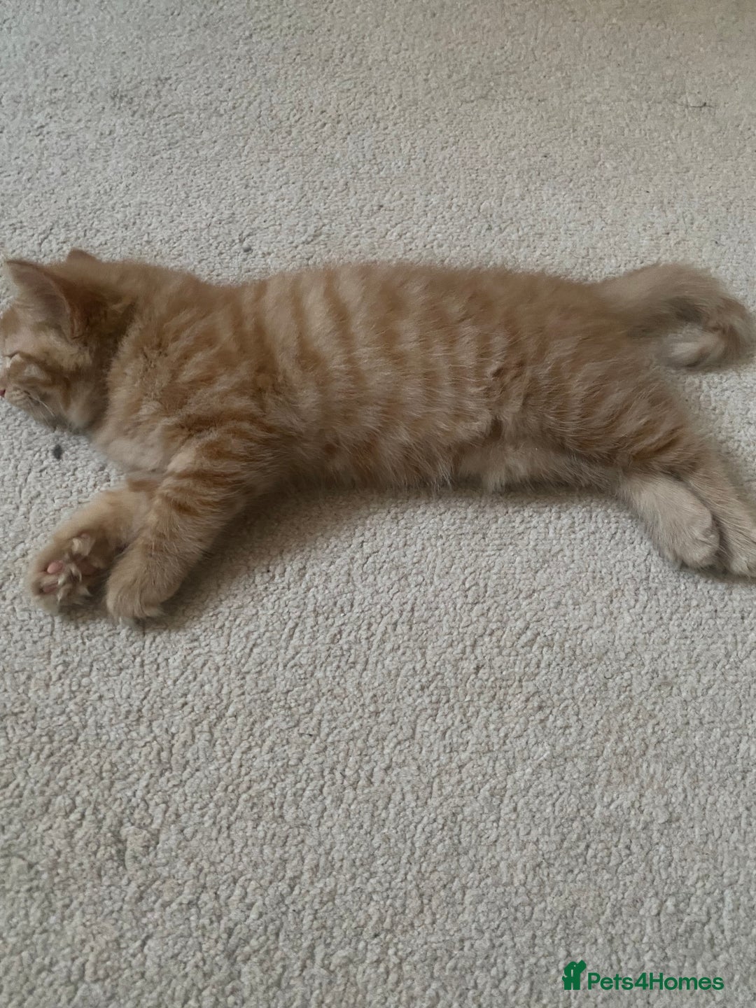 Mixed Breed cats for sale: Forever home 🙏🏻 - Image 9