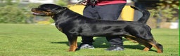 Rottweiler dogs for sale: Top quality kc pups for sale timitor X edelstein - Advert 21