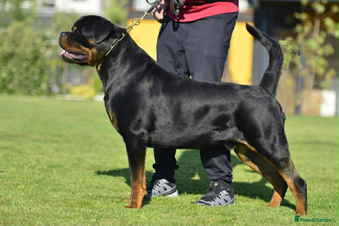Rottweiler dogs for sale: Top quality kc pups for sale timitor X edelstein - Advert 21