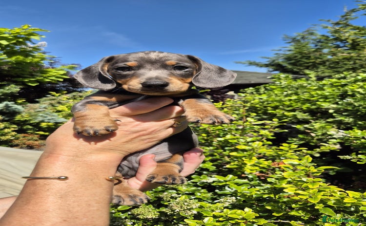 Miniature Dachshund dogs - Advert 2