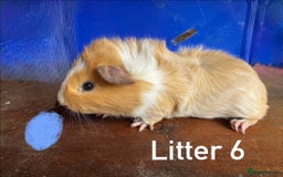 Guinea Pig rodents for sale: Baby Guinea Pigs For Sale - Image 17