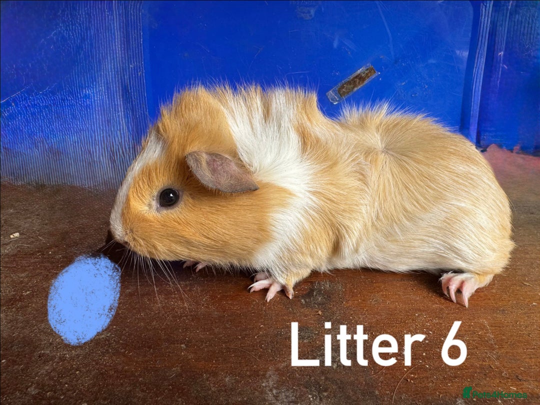 Guinea Pig rodents for sale: Baby Guinea Pigs For Sale - Image 17
