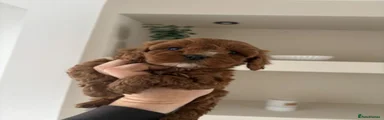 Cockapoo 1