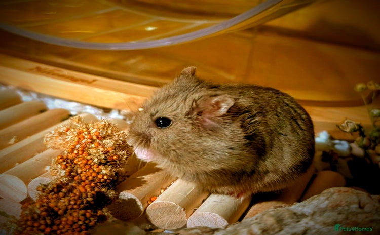 Hamster rodents - Advert 1