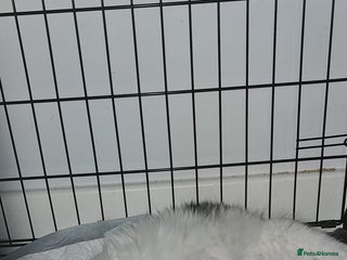 Maine Coon cats 4 stunning kittens - Advert 1