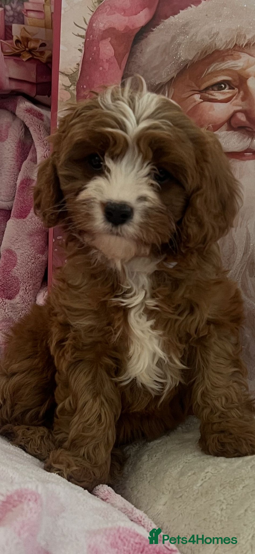 Cavapoo dogs for sale: Cavapoo puppies ready now 🏡 - Advert 8