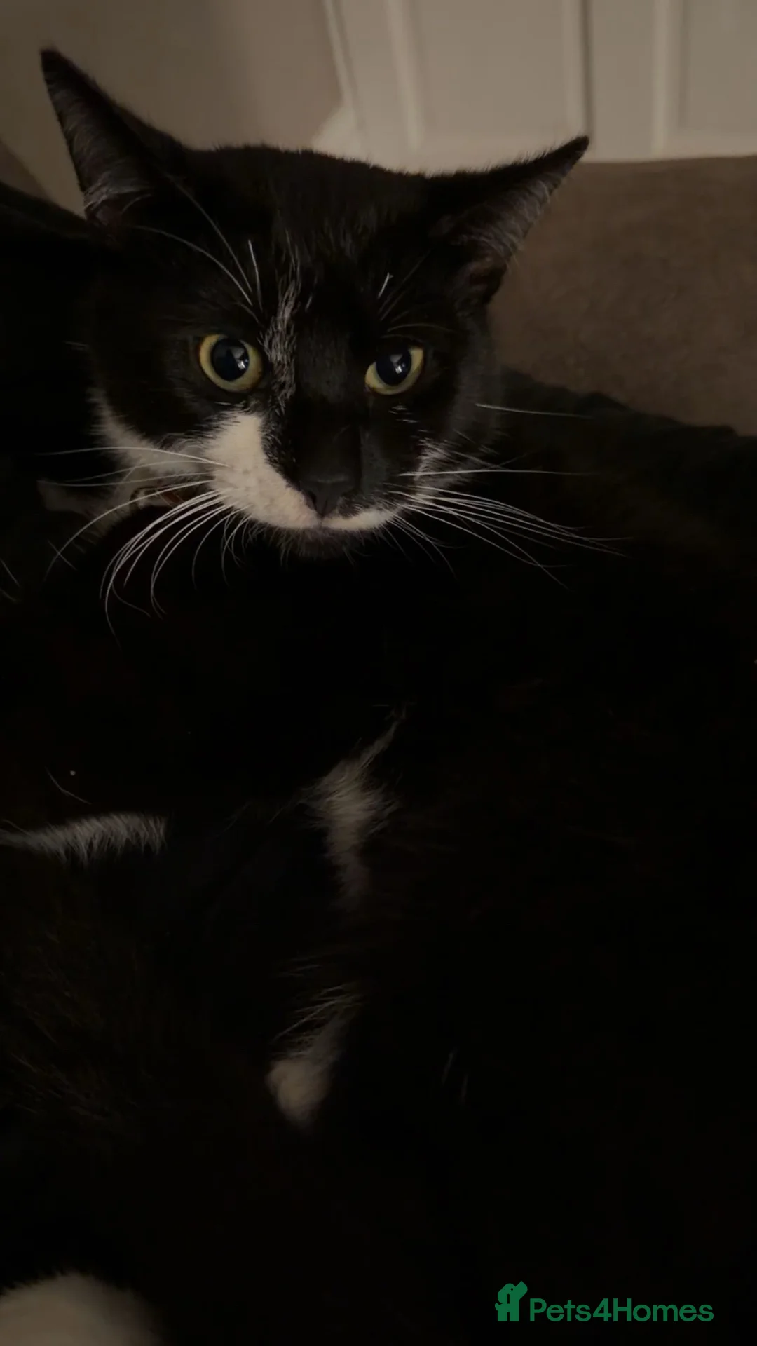 Domestic Shorthair cats for sale: 2 male kittens 8 months old  in Burton-on-Trent - Advert 2