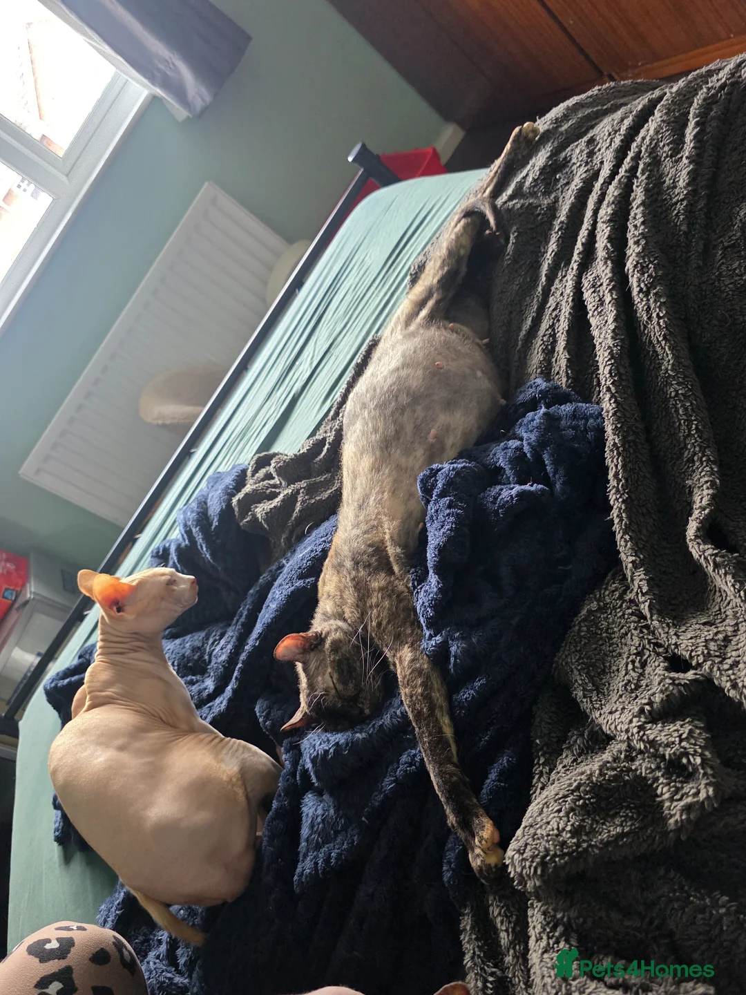 Sphynx cats for sale: Sphynx / Devon Rex Mix Kittens Ready Homes - Advert 1