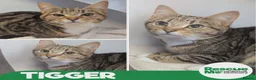 Mixed Breed cats for adoption: Tigger - sweet girl in Liverpool - Advert 1