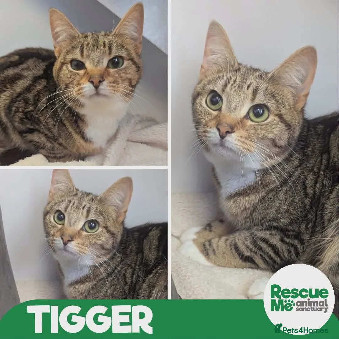 Mixed Breed cats for adoption: Tigger - sweet girl in Liverpool - Advert 1