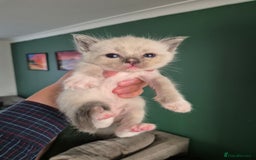 Ragdoll cats for sale: Ragdoll Kittens Gateshead - Image 11