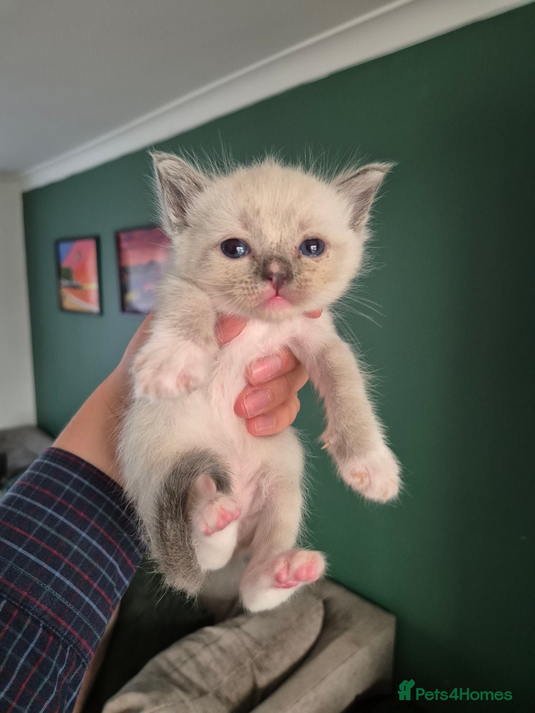 Ragdoll cats for sale: Ragdoll Kittens Gateshead - Image 11