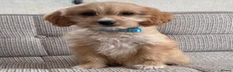 Cavapoo dogs for sale: F1b Cavapoo puppies! - Advert 31