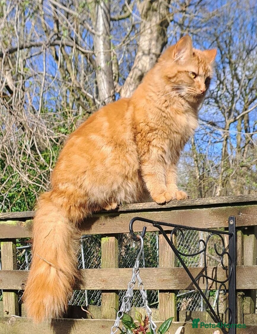 Mixed Breed cats Gorgeous Maine coon Cross Fluffy Kittens 😍 - Advert 2
