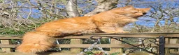 Mixed Breed cats for sale:  🐱 Gorgeous Maine-Coon Cross Fluffy Kittens 😍 - Advert 2
