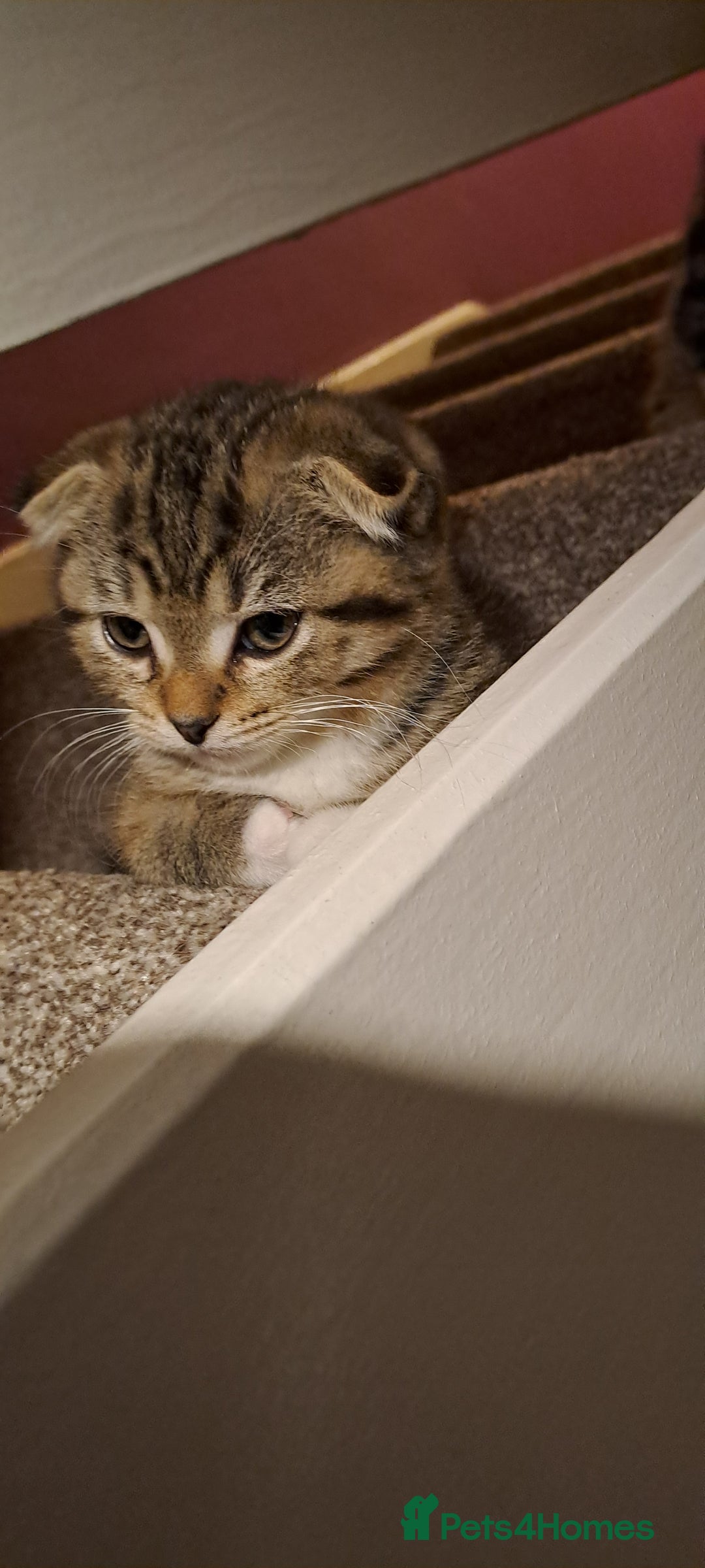 Scottish Fold cats for sale: Beautiful kittens ready for forever loving homes  - Image 2