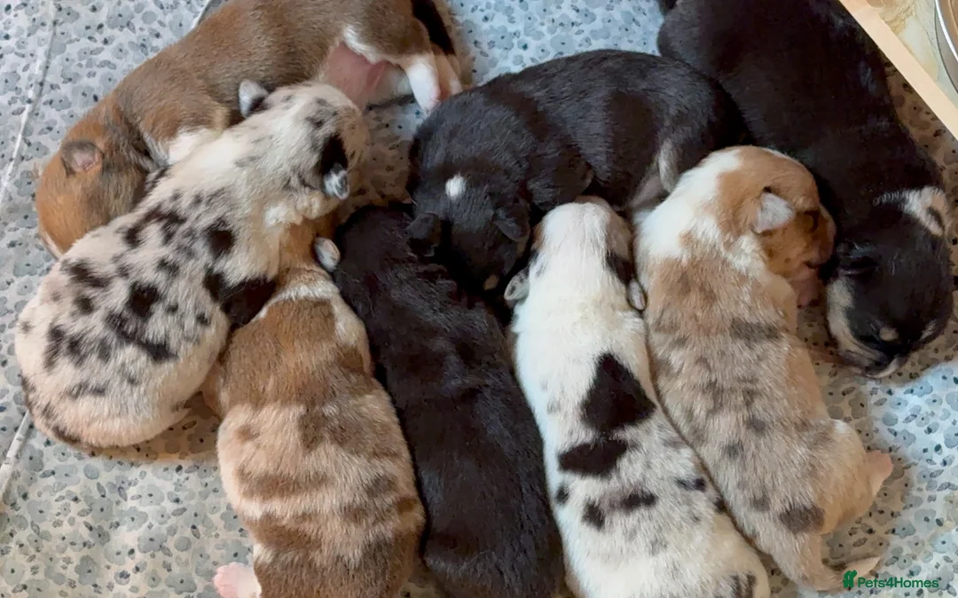 Welsh Corgi Cardigan dogs for stud: Merle Welsh Cardigan Corgi - Advert 2