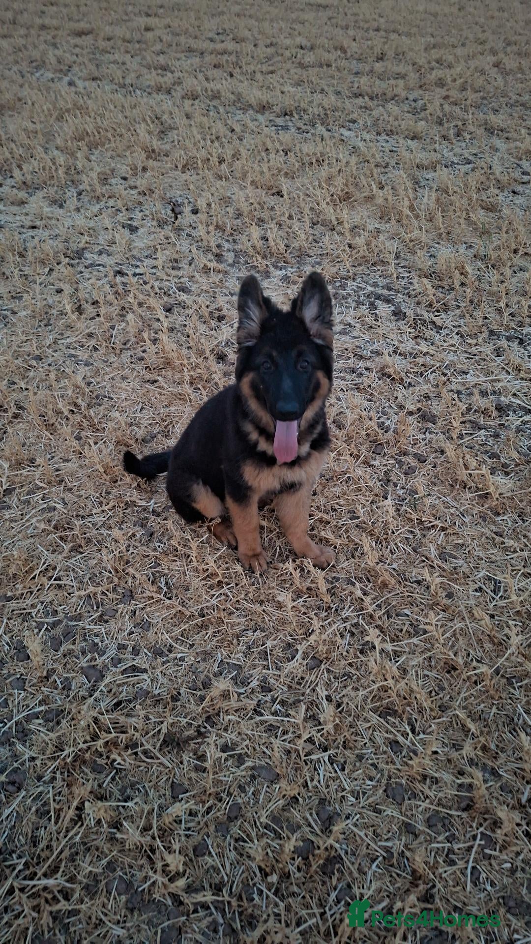German Shepherd dogs for sale: Reluctant sale of our GSD - Advert 9