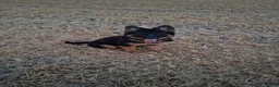 German Shepherd dogs for sale: Reluctant sale of our GSD - Advert 1