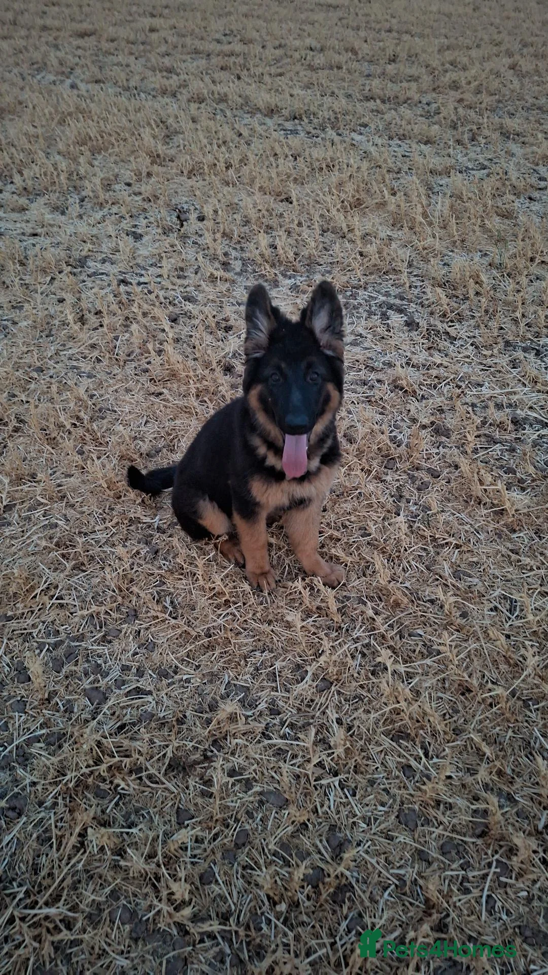 German Shepherd dogs for sale: Reluctant sale of our GSD - Advert 1