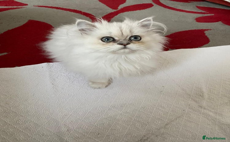 Persian cats - Advert 16