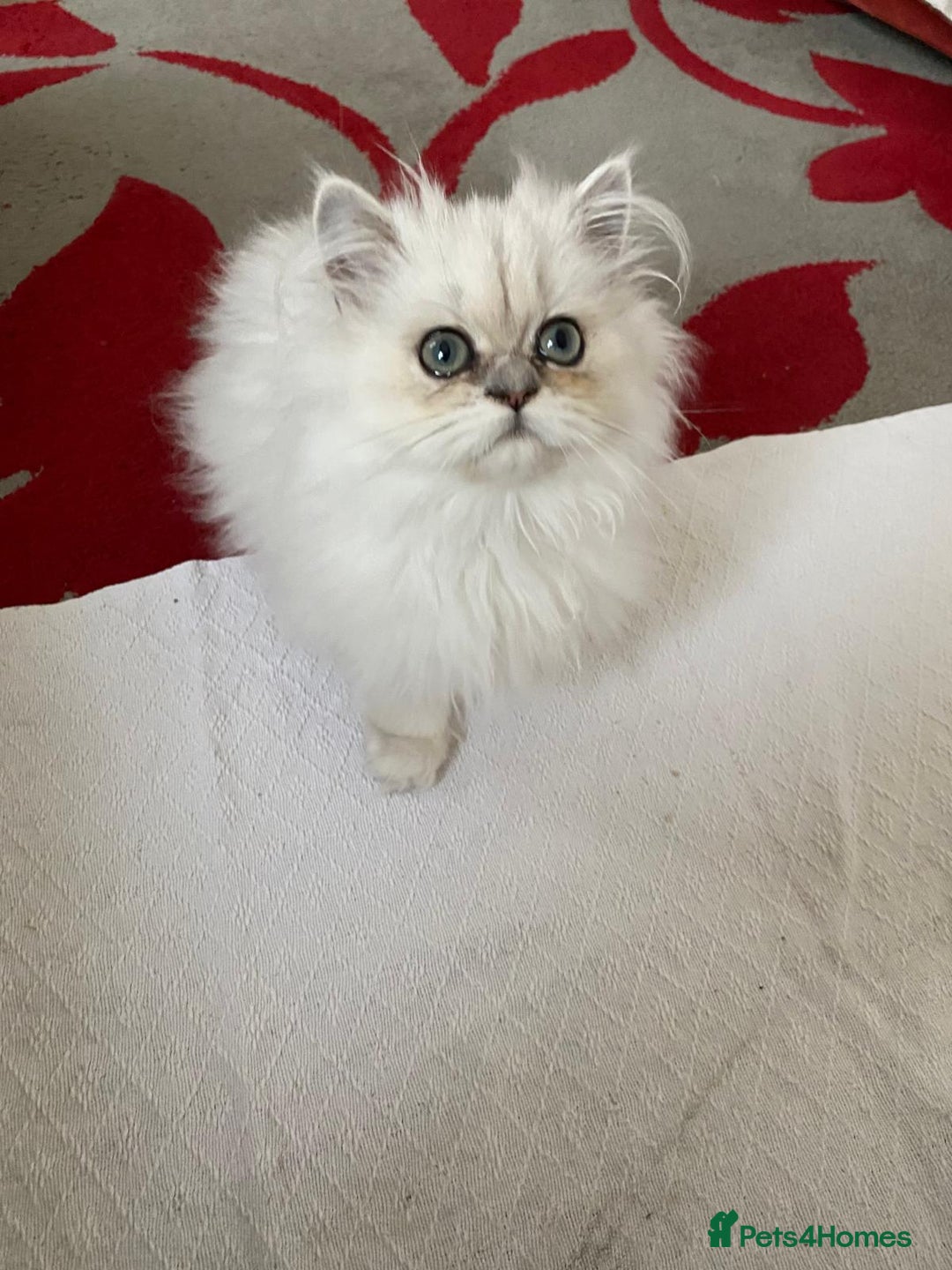 Persian cats for sale: Female  Persian Chinchilla kittens - Image 1