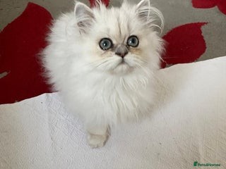 Persian cats - Advert 10