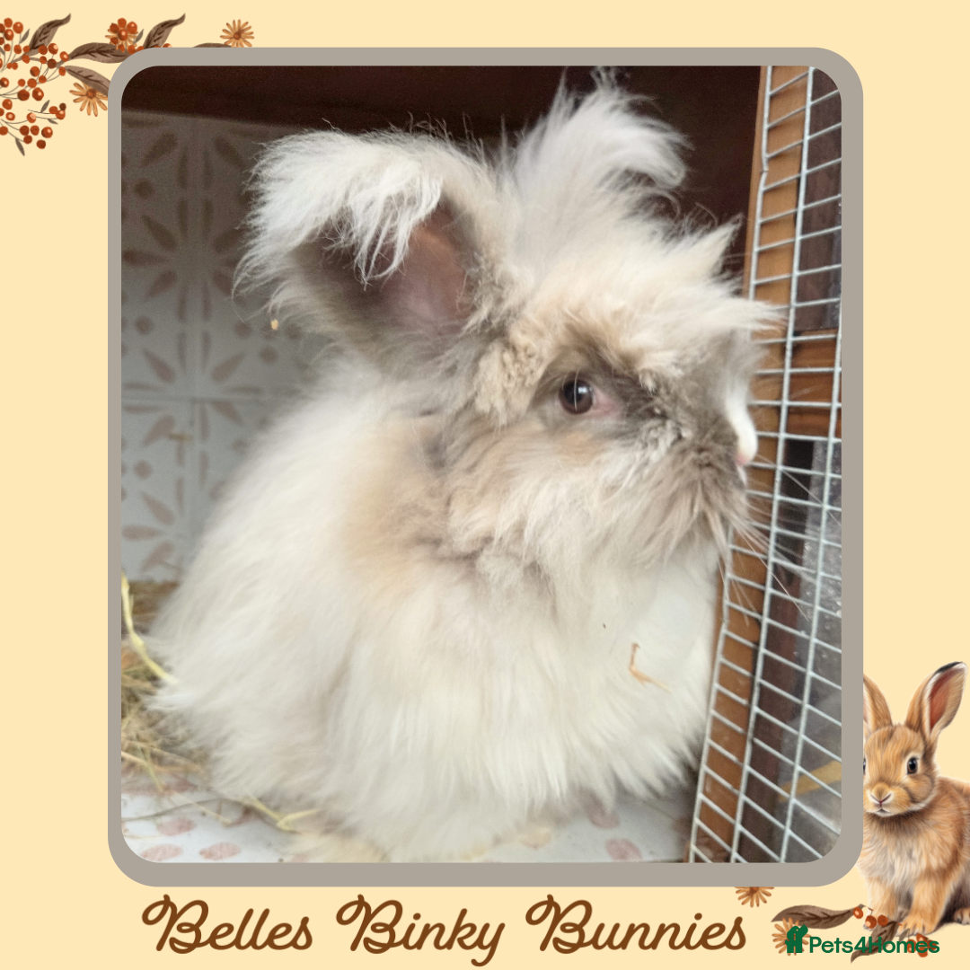Angora rabbits for sale: 🧡 Proven Angora Doe 13mths old 🧡 - Advert 2