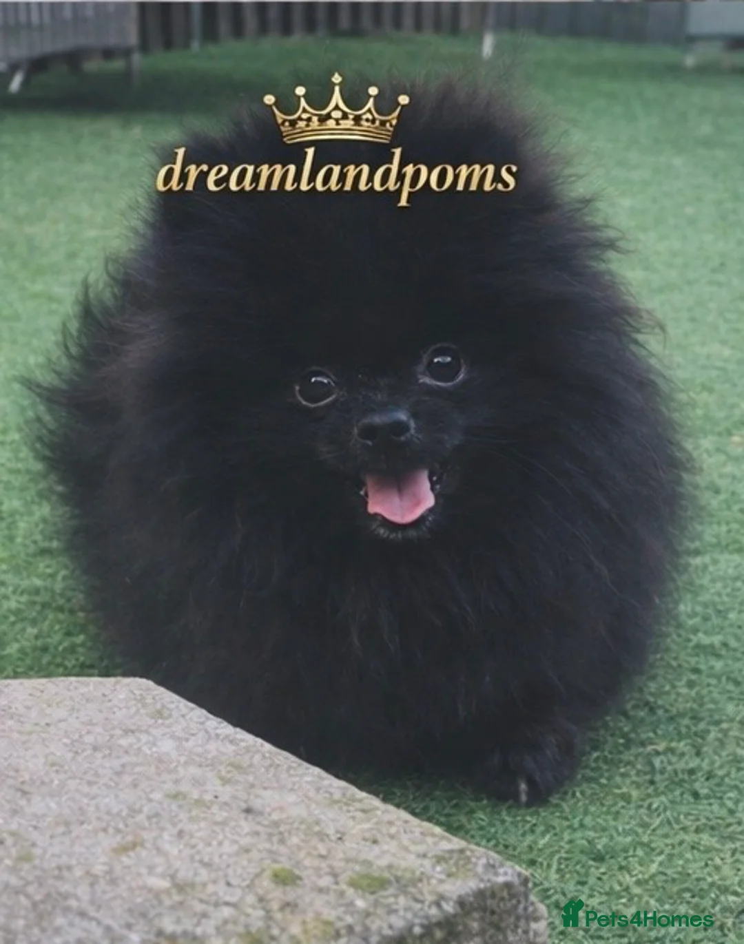 Pomeranian dogs for stud: top quality 5kg/3kgstud!chocolatemerle&fullblack🔥 - Advert 2