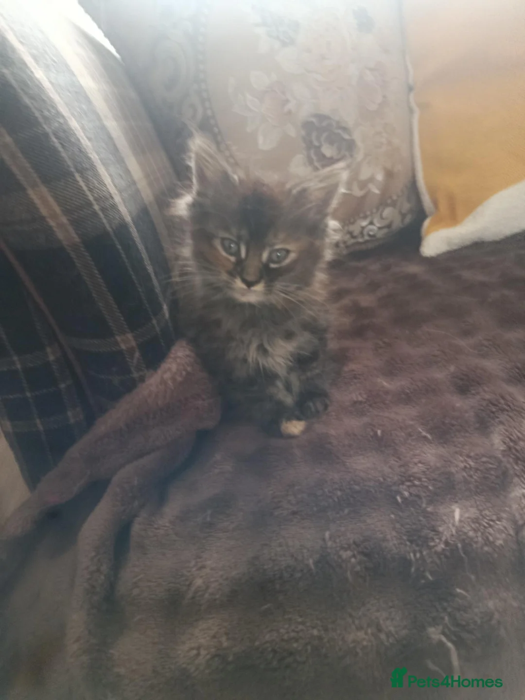Maine Coon cats for sale: Mainecoon kitten - Advert 2
