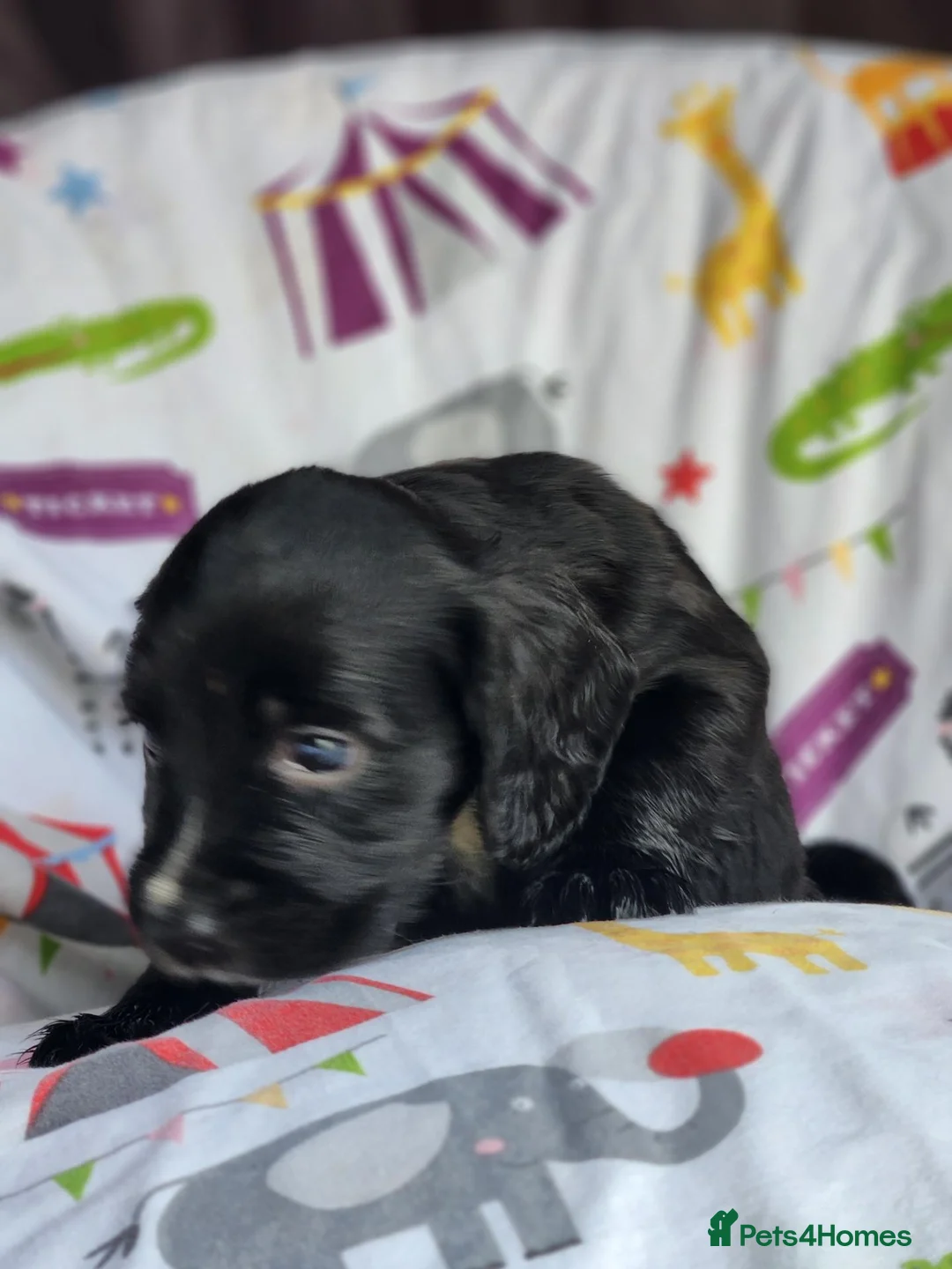 Sprocker dogs for sale:  SPROCKERS - Advert 11